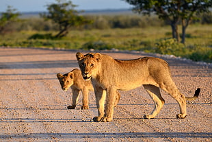 lioness and cub standing on the road HD wallpaper